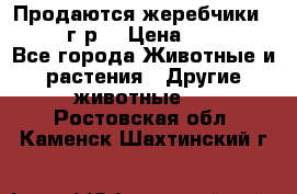 Продаются жеребчики 14,15 16 г.р  › Цена ­ 177 000 - Все города Животные и растения » Другие животные   . Ростовская обл.,Каменск-Шахтинский г.